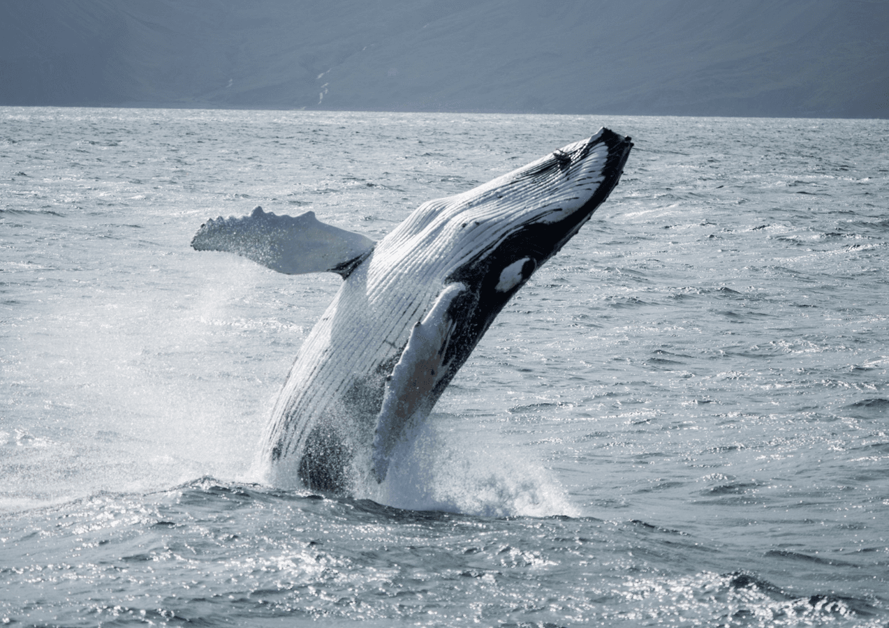 Húsavík: Whale Watching Sailing Into Skjálfandi Bay image 1