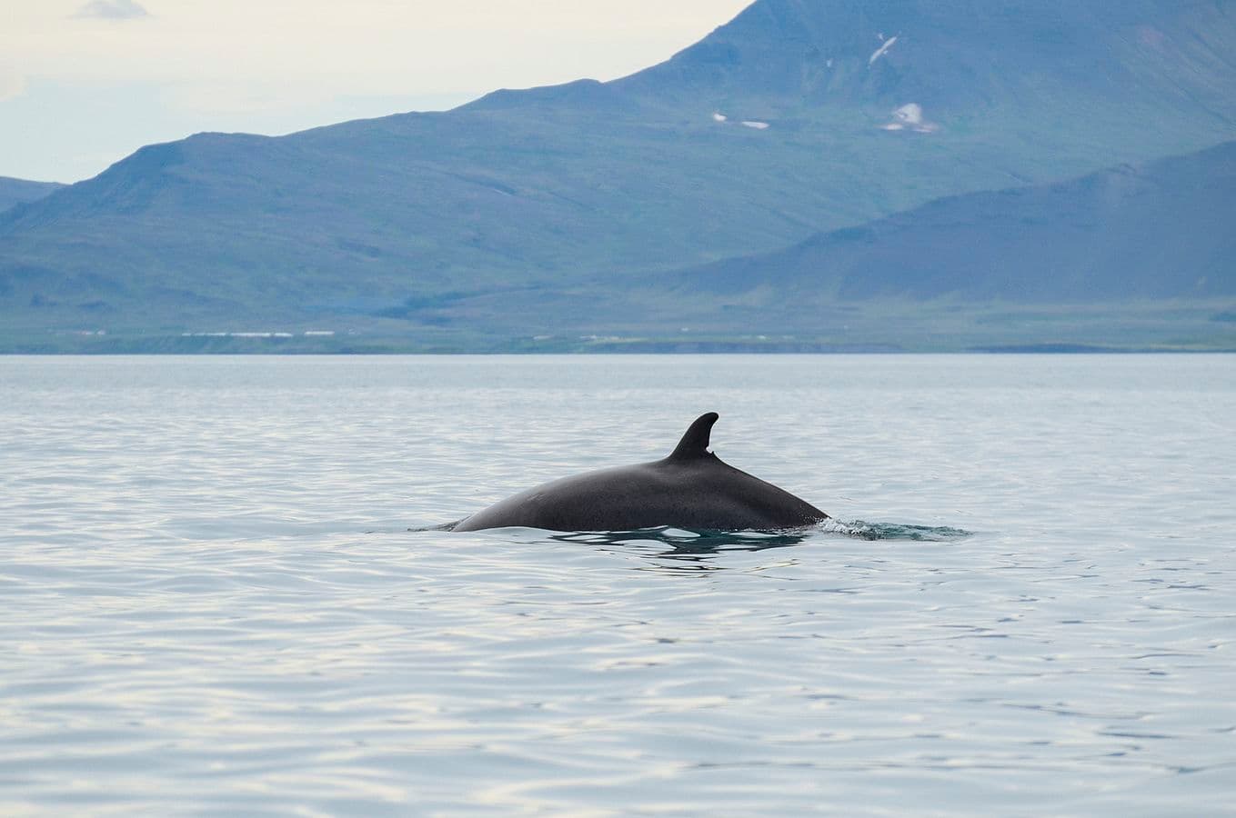 Reykjavík: ATV & Whale Watching Combo Tour – Full Day image 4