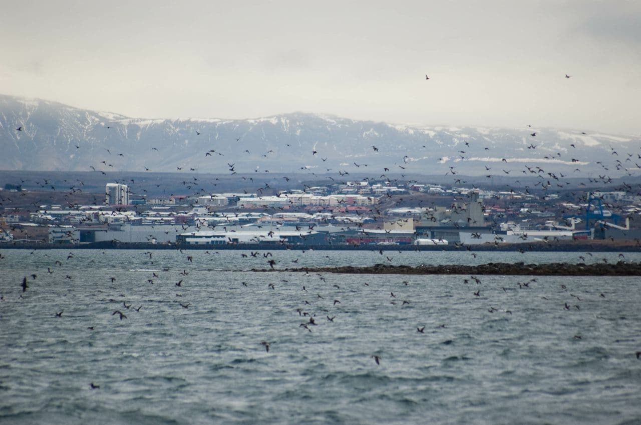 Reykjavík: Puffin Watching Boat Tour – 1 Hour image 5