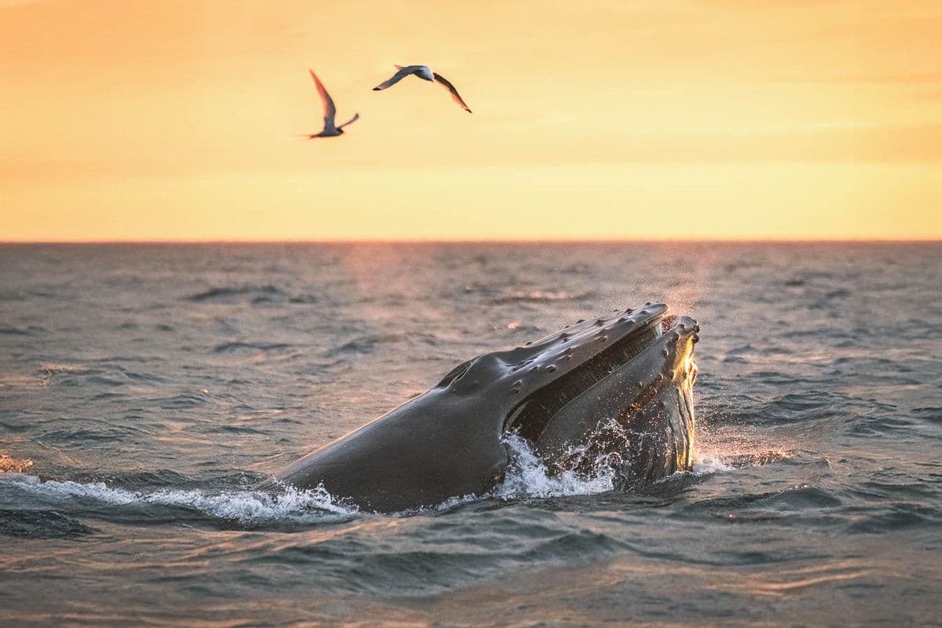 Húsavík: Midnight Sun Whale Watching Evening Sailing image 5