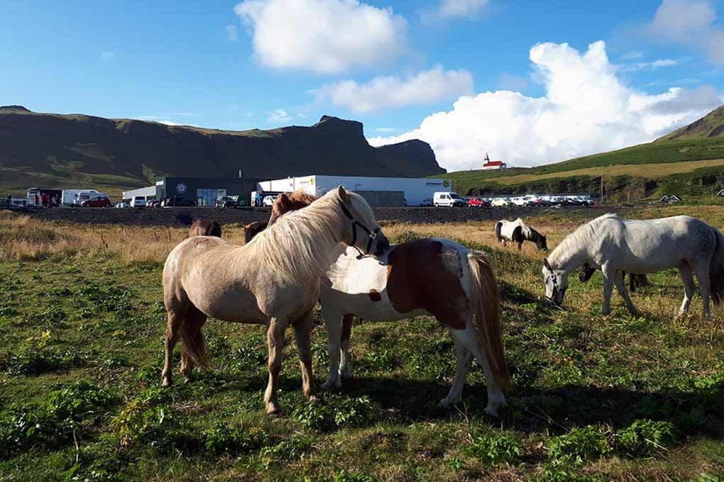Reykjavík: South Coast Waterfalls & Black Sand Beach Horse Riding – Small Group image 2