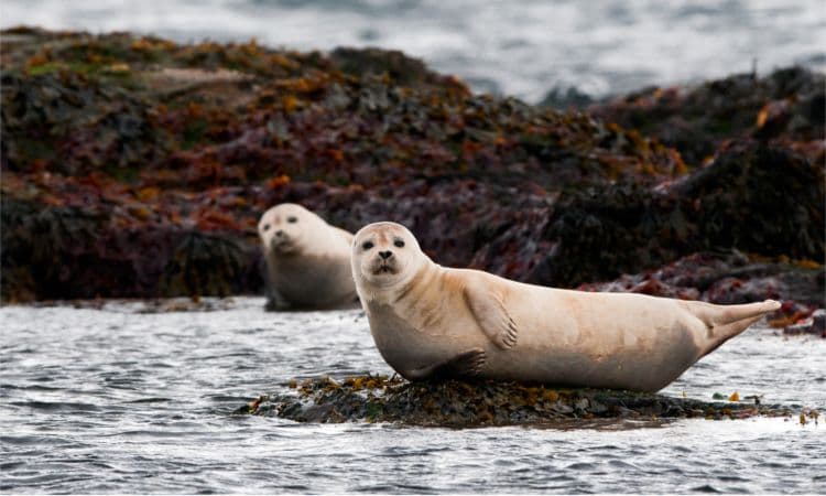 Snæfellsnes Peninsula Small-Group Day Tour image 3