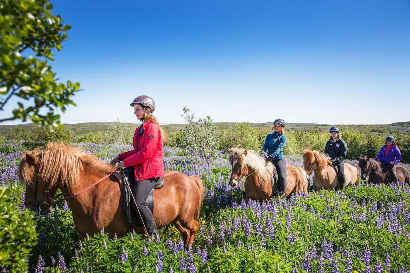 Hafnarfjörður: Private Icelandic Horse Riding Tour image 4