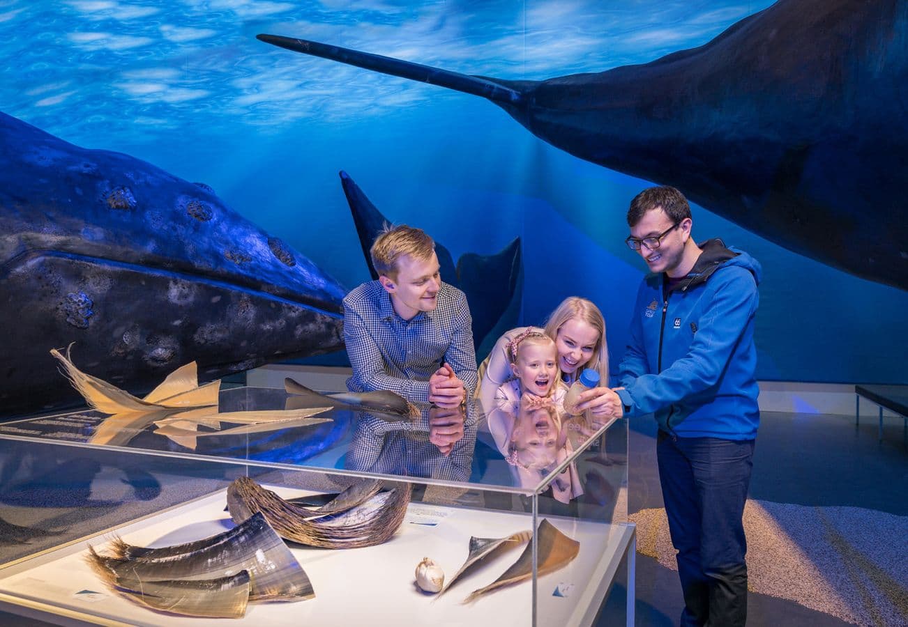Reykjavík: Whale Watching & Whales of Iceland Museum Combo image 3