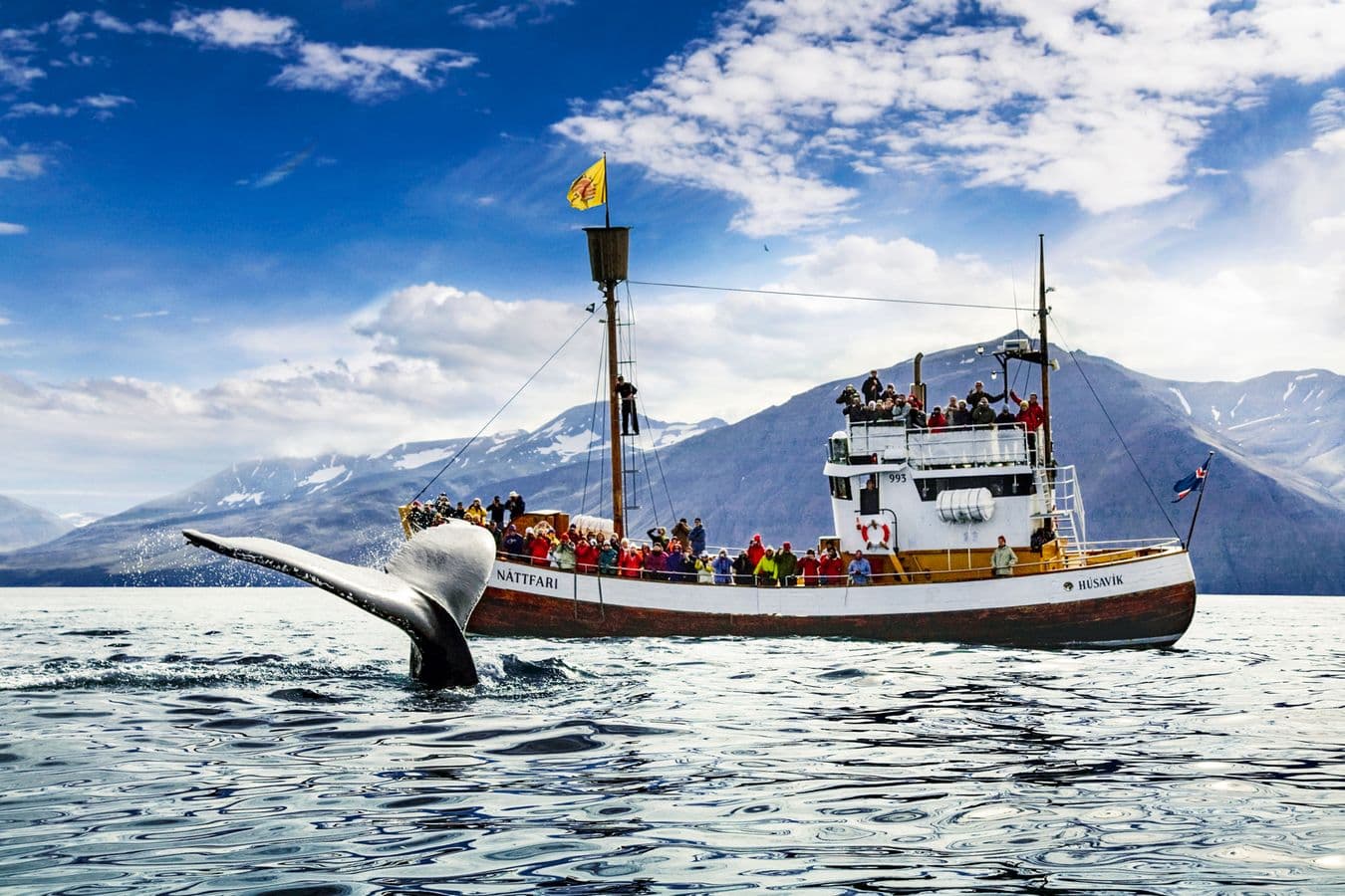 Húsavík: Original Whale Watching Tour in Skjálfandi Bay image 2