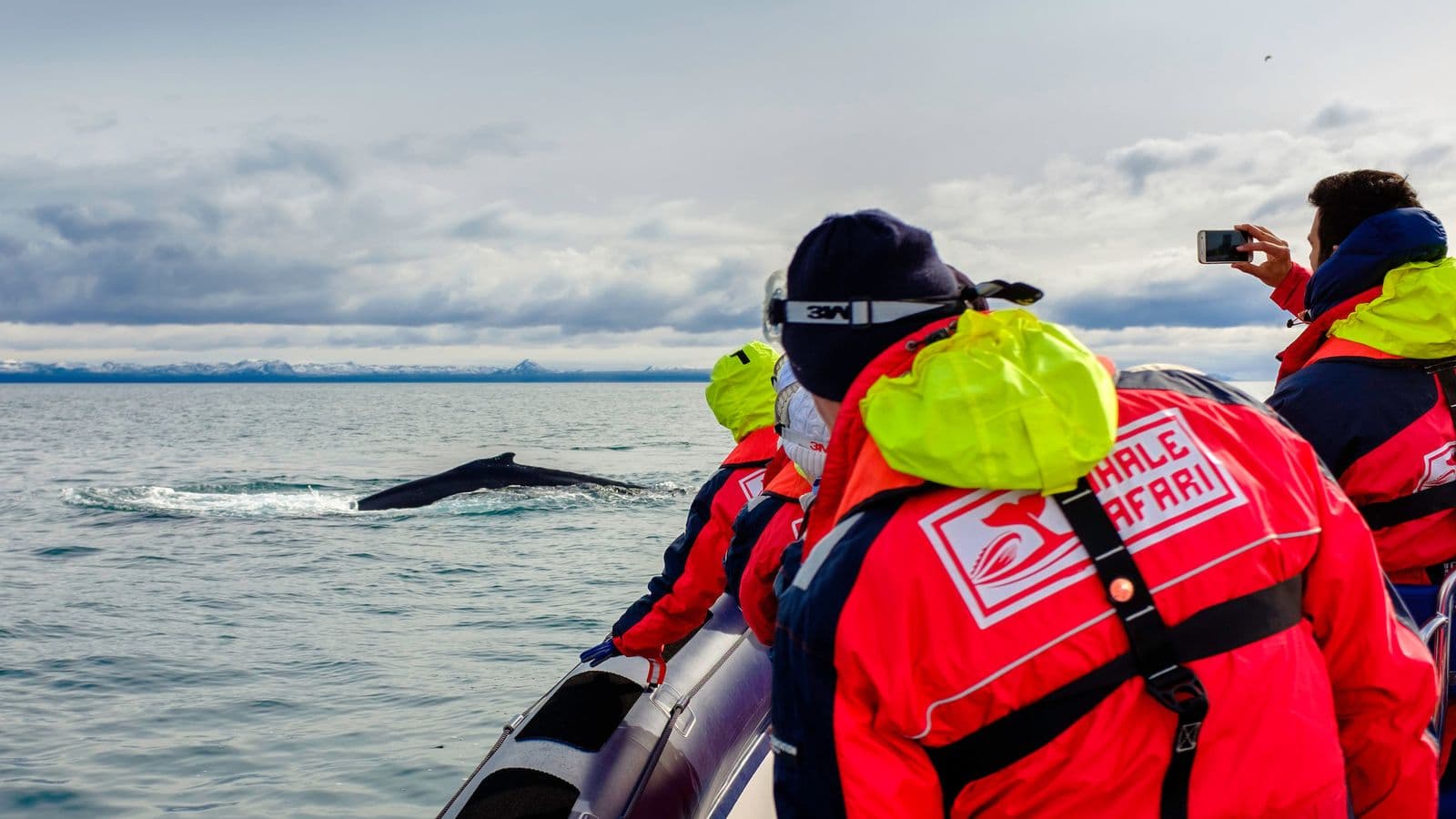 Reykjavík: Premium RIB Whale Watching Small-Group Tour image 5