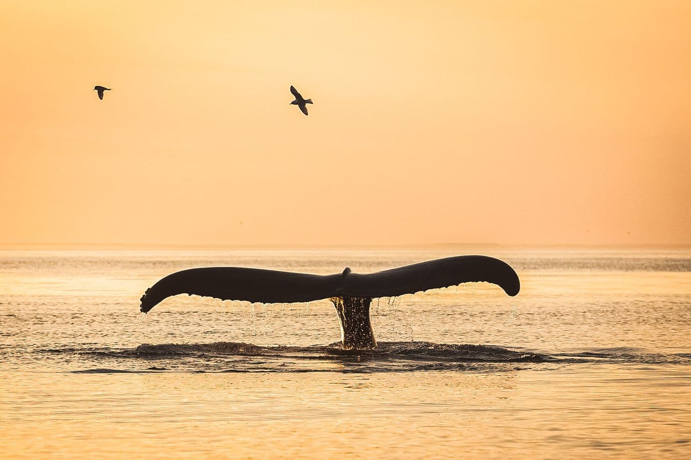 Húsavík: Midnight Sun Whale Watching Evening Sailing image 1
