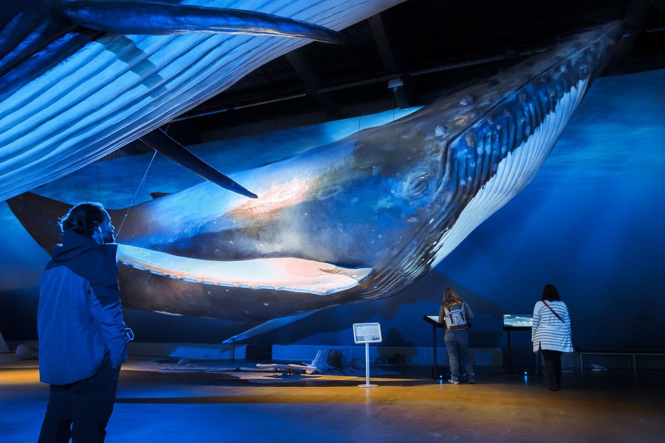 Reykjavík: Whales of Iceland Museum Admission image 3