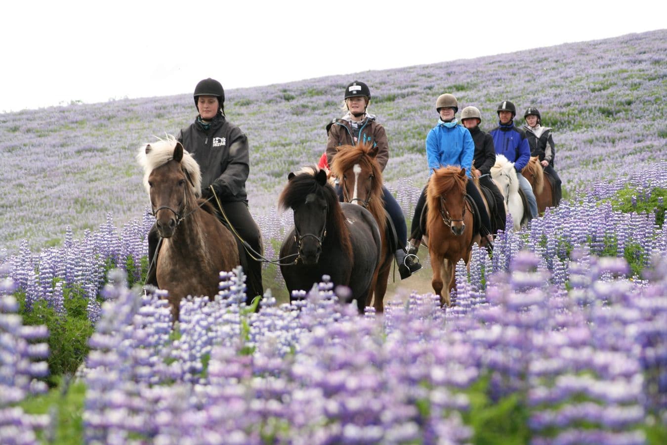 Hafnarfjörður: Icelandic Horse Riding Lava Tour from Reykjavík image 2