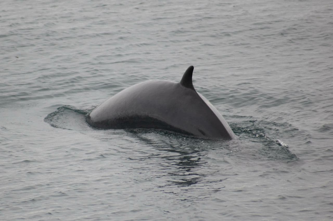 Reykjavík: Whale Watching & Puffin Combo Boat Tour image 3