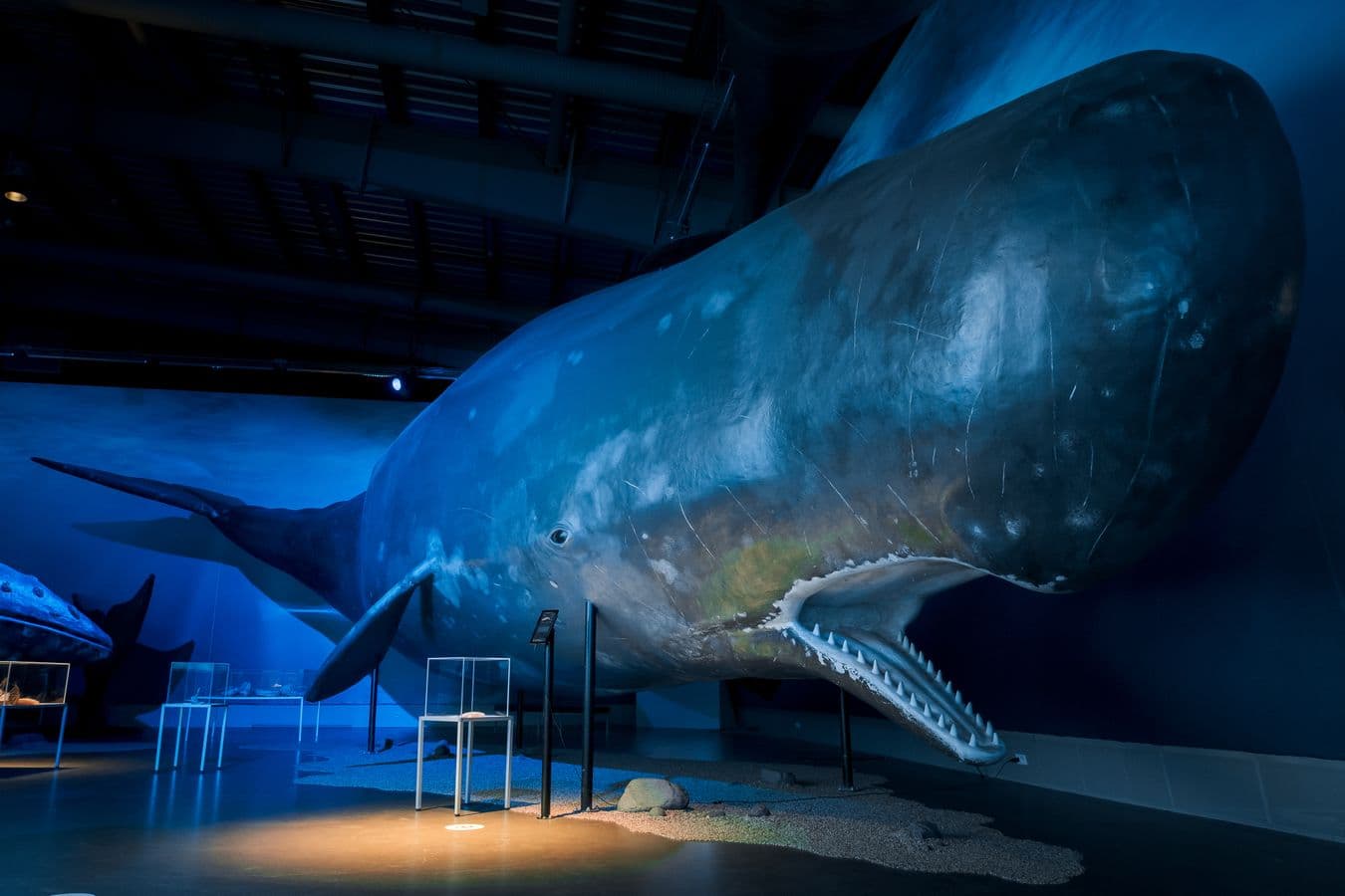 Reykjavík: Whales of Iceland Museum Admission image 5