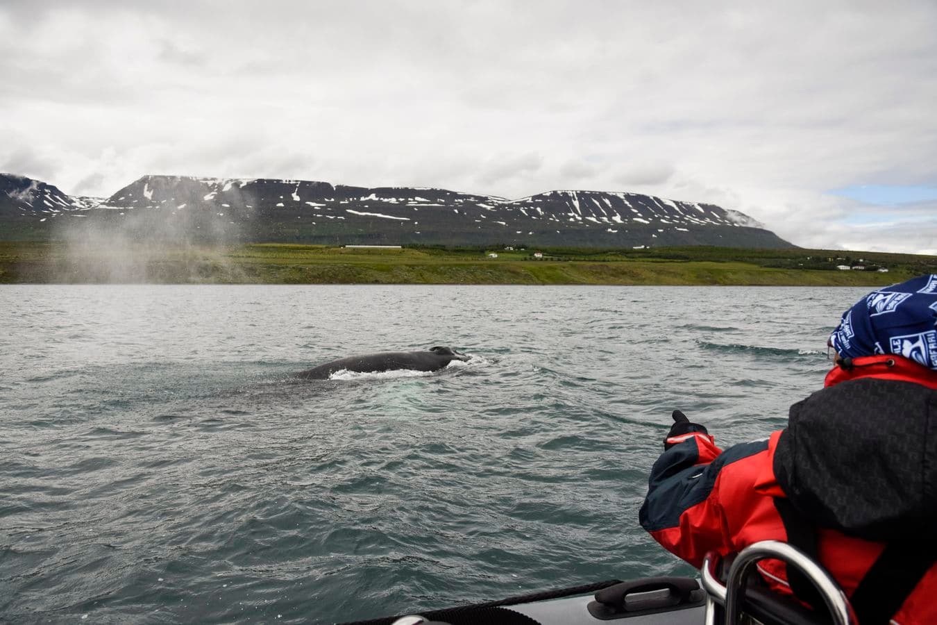 Akureyri: RIB Boat Whale Watching Tour in Eyjafjord image 3