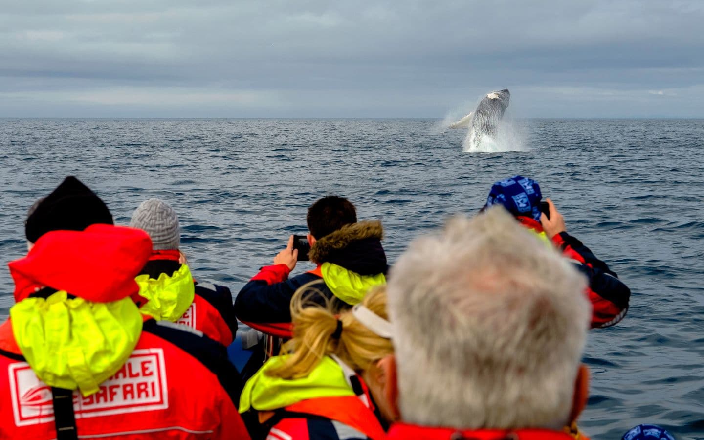 Reykjavík: Premium RIB Whale Watching Small-Group Tour image 3