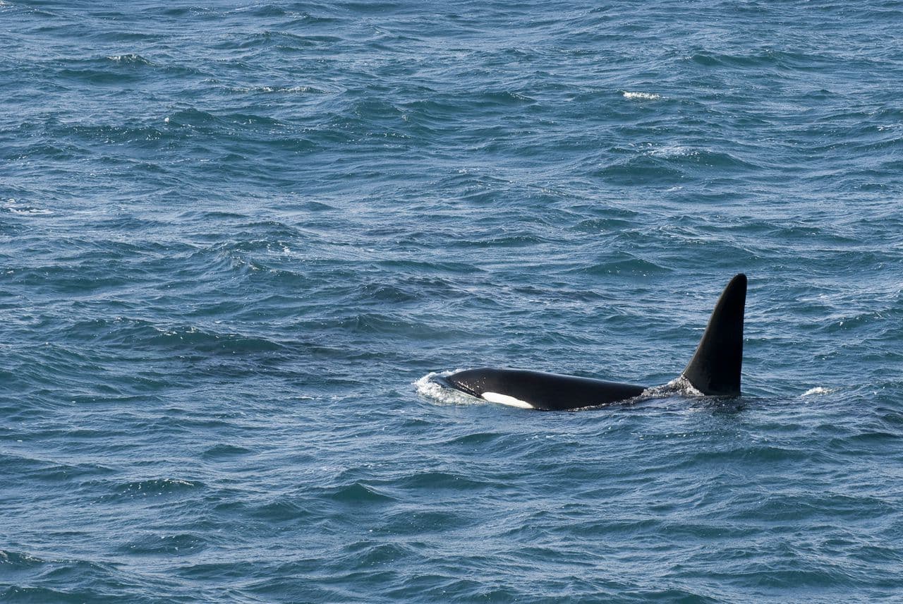 Whale Watching in Faxaflói Bay – Reykjavík Boat Tour image 2