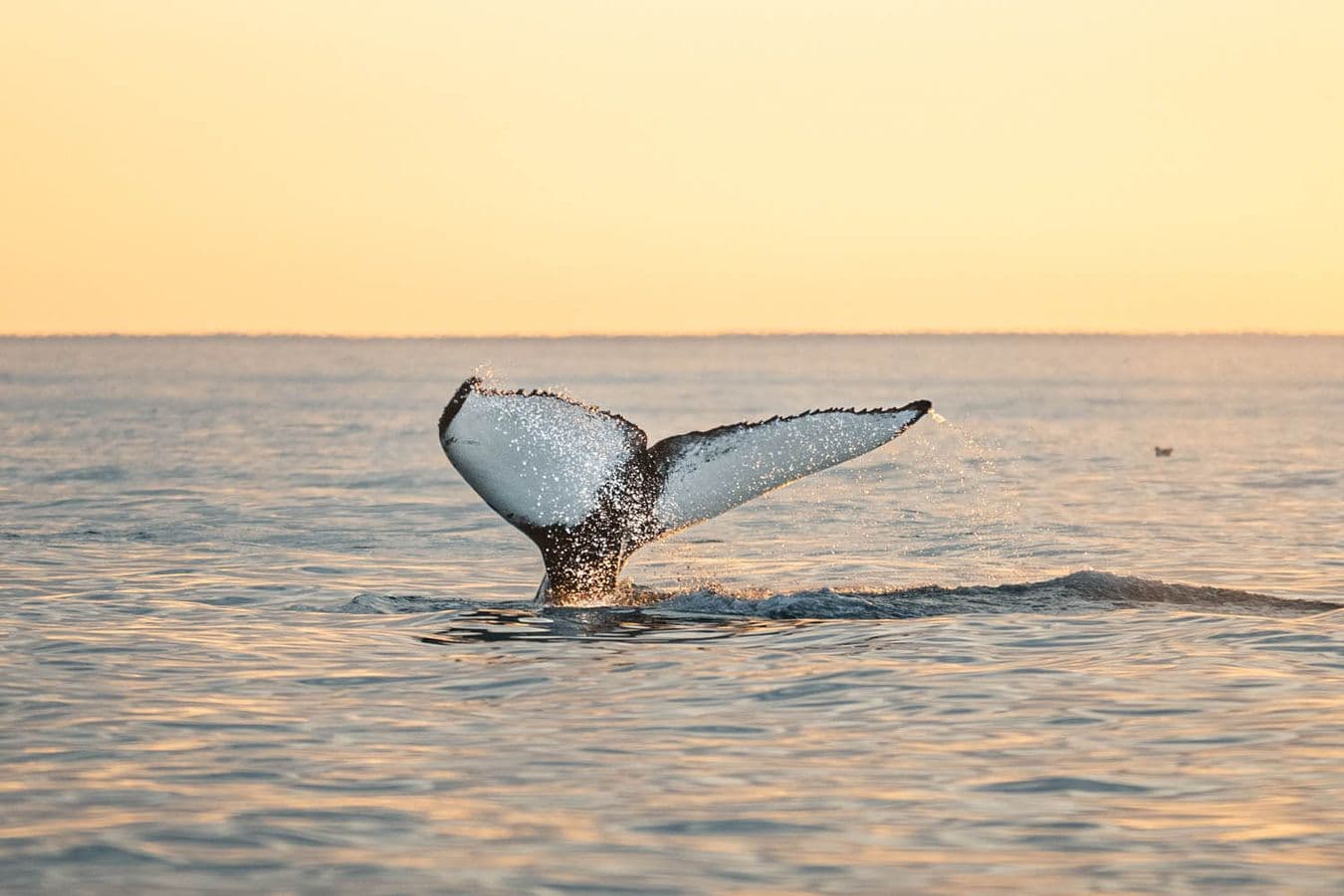 Húsavík: Midnight Sun Whale Watching Evening Sailing image 3