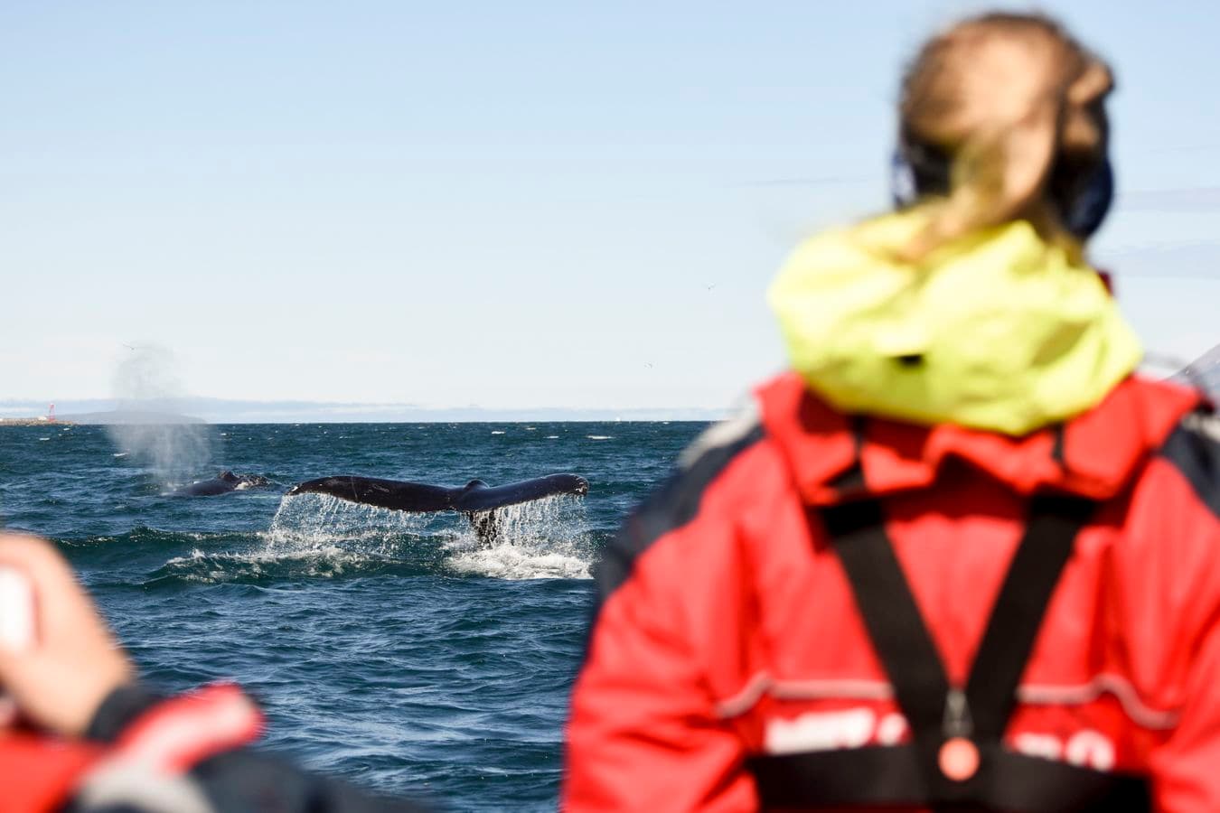 Akureyri: RIB Boat Whale Watching Tour in Eyjafjord image 2