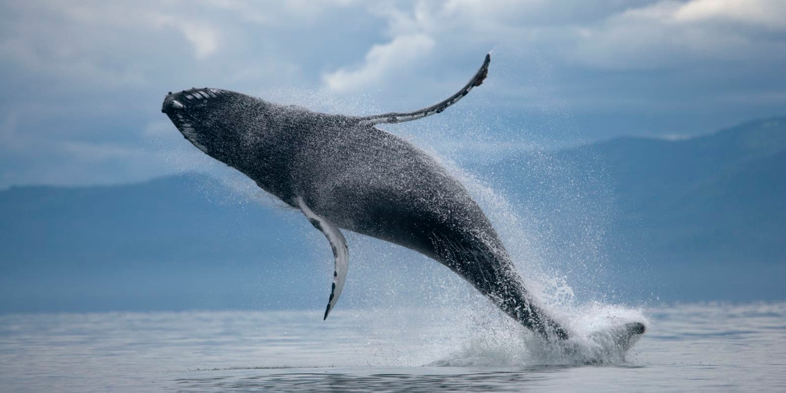 Reykjavík: ATV & Whale Watching Combo Tour – Full Day image 2