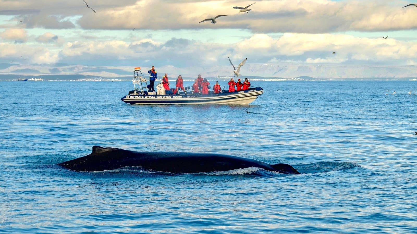 Reykjavík: Premium RIB Whale Watching Small-Group Tour image 1