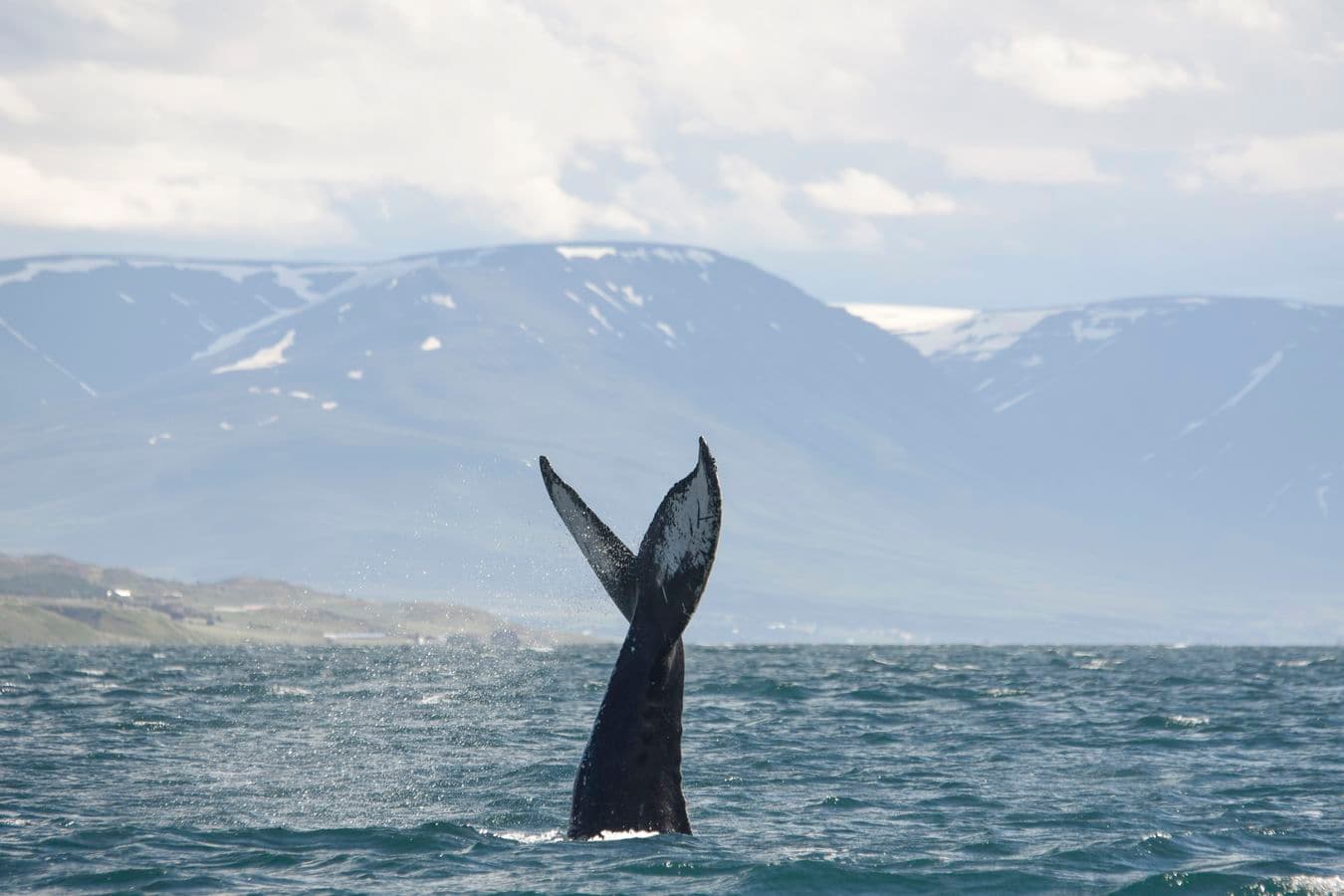 Akureyri: RIB Boat Whale Watching Tour in Eyjafjord image 5