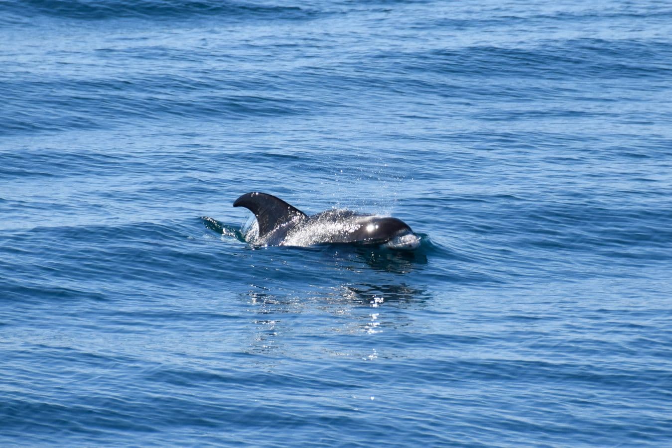 Reykjavík: Whale Watching Classic & Express Boat Tours image 5