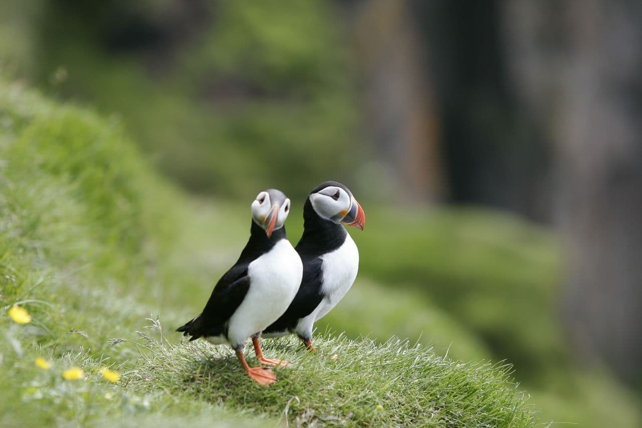 Reykjavík: Puffin Watching Boat Tour – 1 Hour image 3