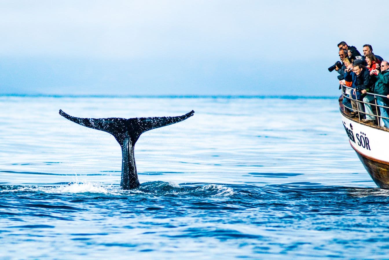Húsavík: Original Whale Watching Tour in Skjálfandi Bay image 3