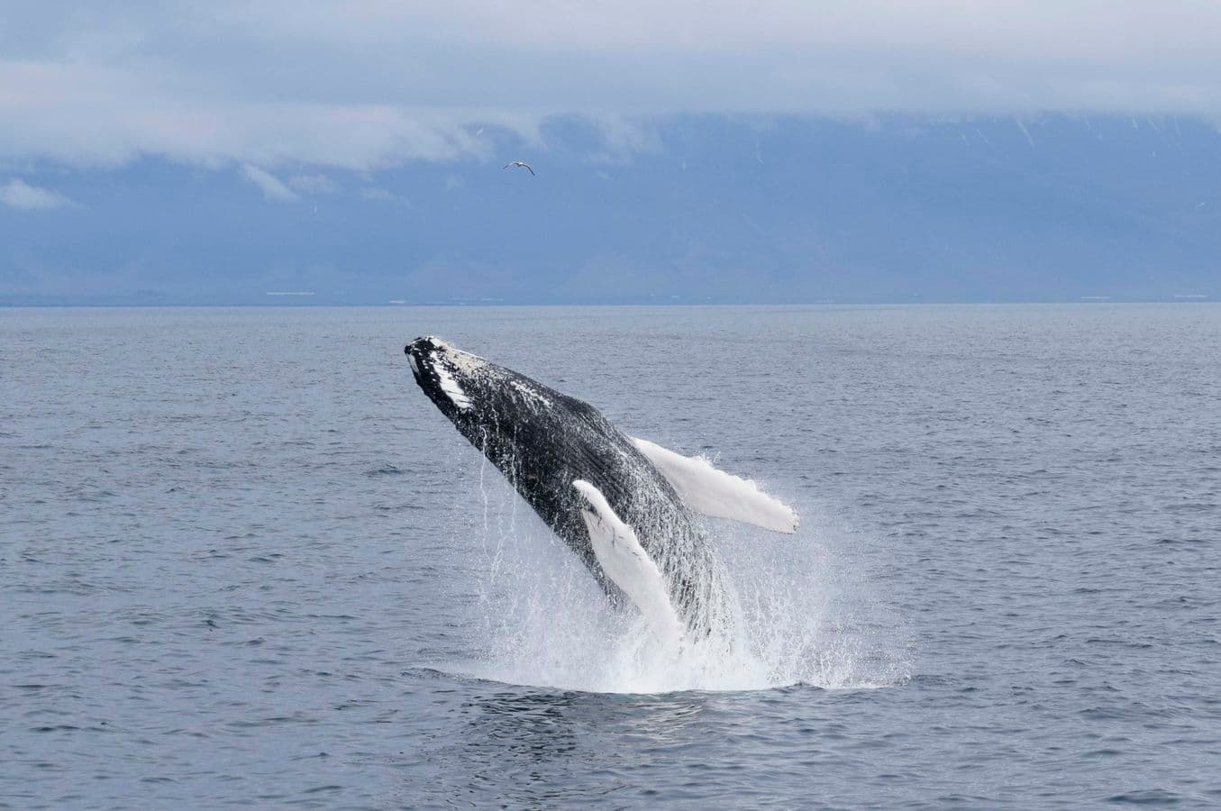 Reykjavík: Whale Watching Classic & Express Boat Tours image 4