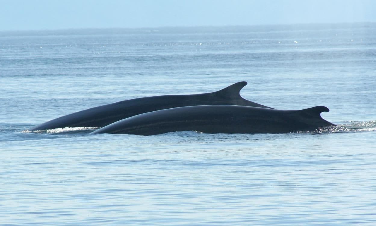 Reykjavík: Whale Watching Classic & Express Boat Tours image 2