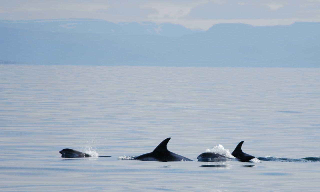 Whale Watching in Faxaflói Bay – Reykjavík Boat Tour image 5