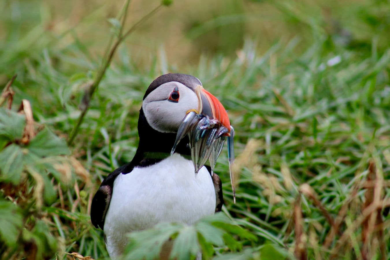 Reykjavík: Puffin Watching Boat Tour – 1 Hour image 1