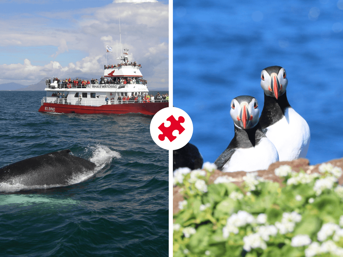 Reykjavík: Whale Watching & Puffin Combo Boat Tour image 1