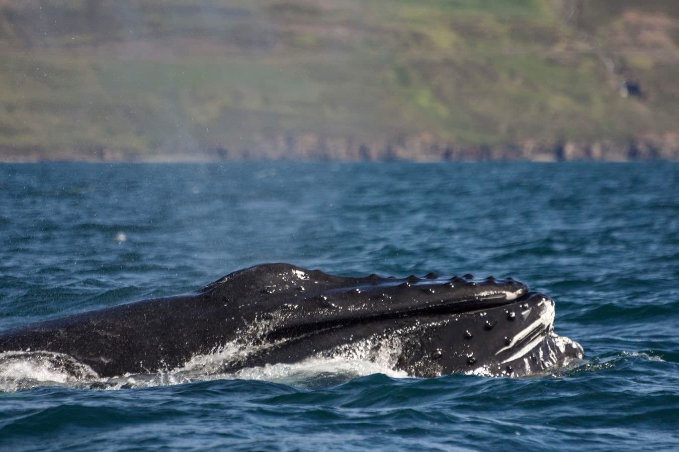 Akureyri: RIB Boat Whale Watching Tour in Eyjafjord image 4