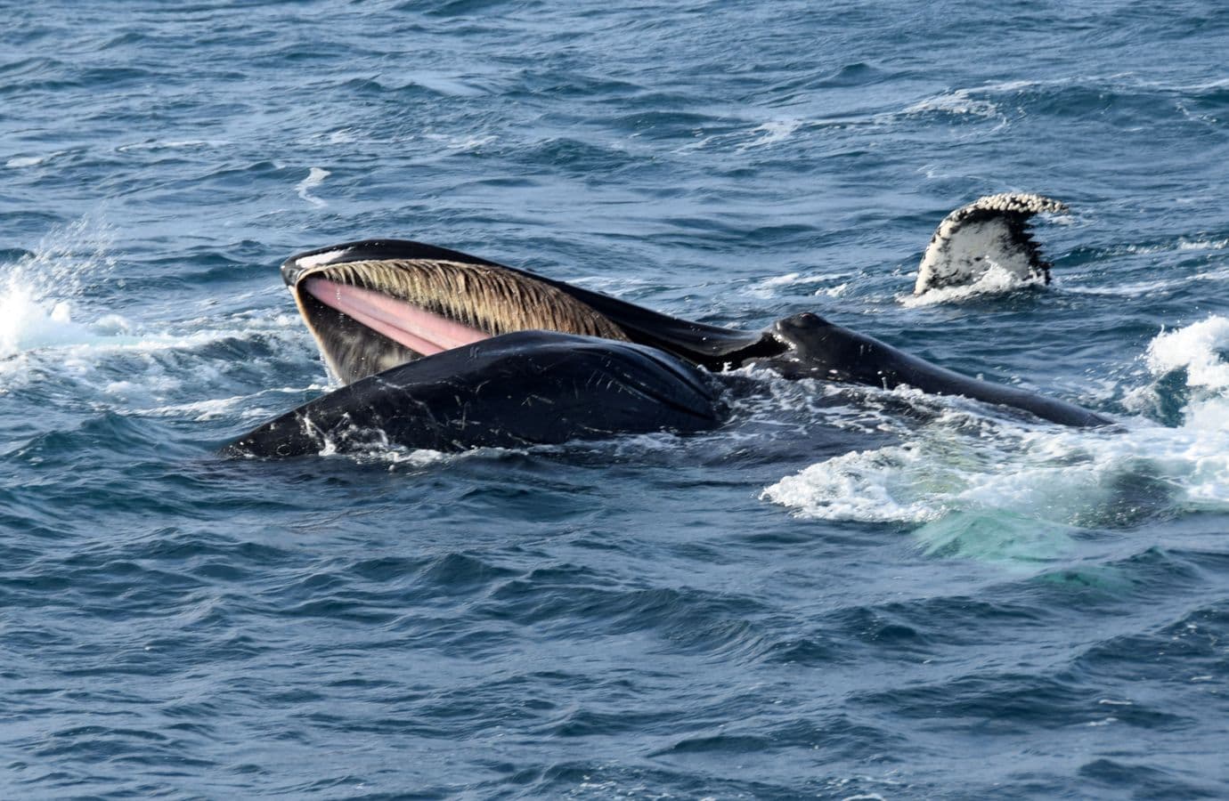 Reykjavík: Whale Watching Classic & Express Boat Tours image 1