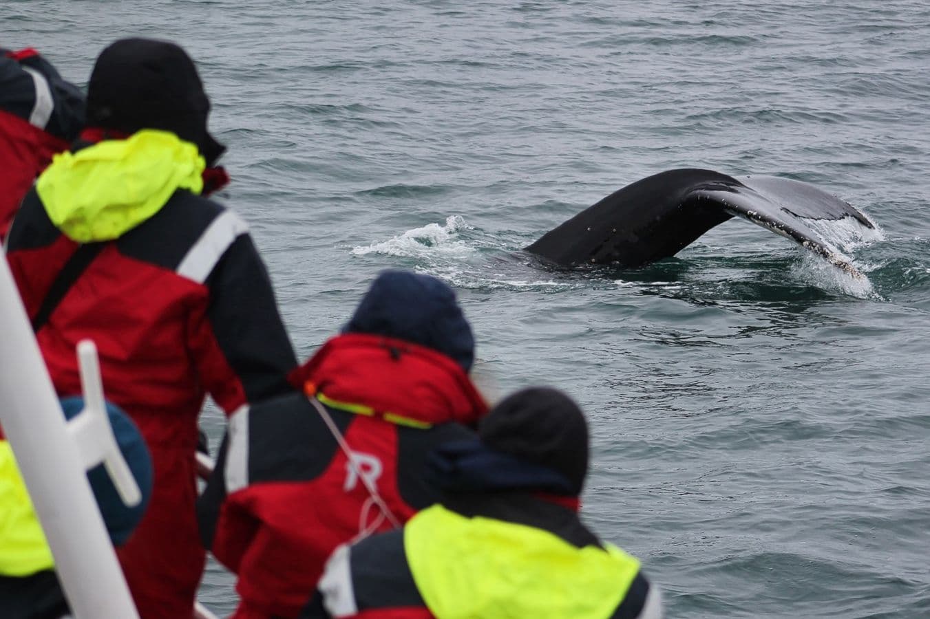 Húsavík: Whale Watching Sailing Into Skjálfandi Bay image 4
