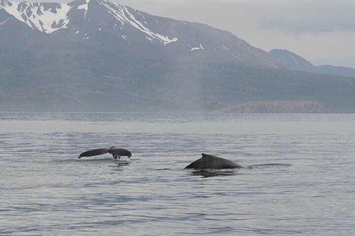 Húsavík: Whale Watching Sailing Into Skjálfandi Bay image 2