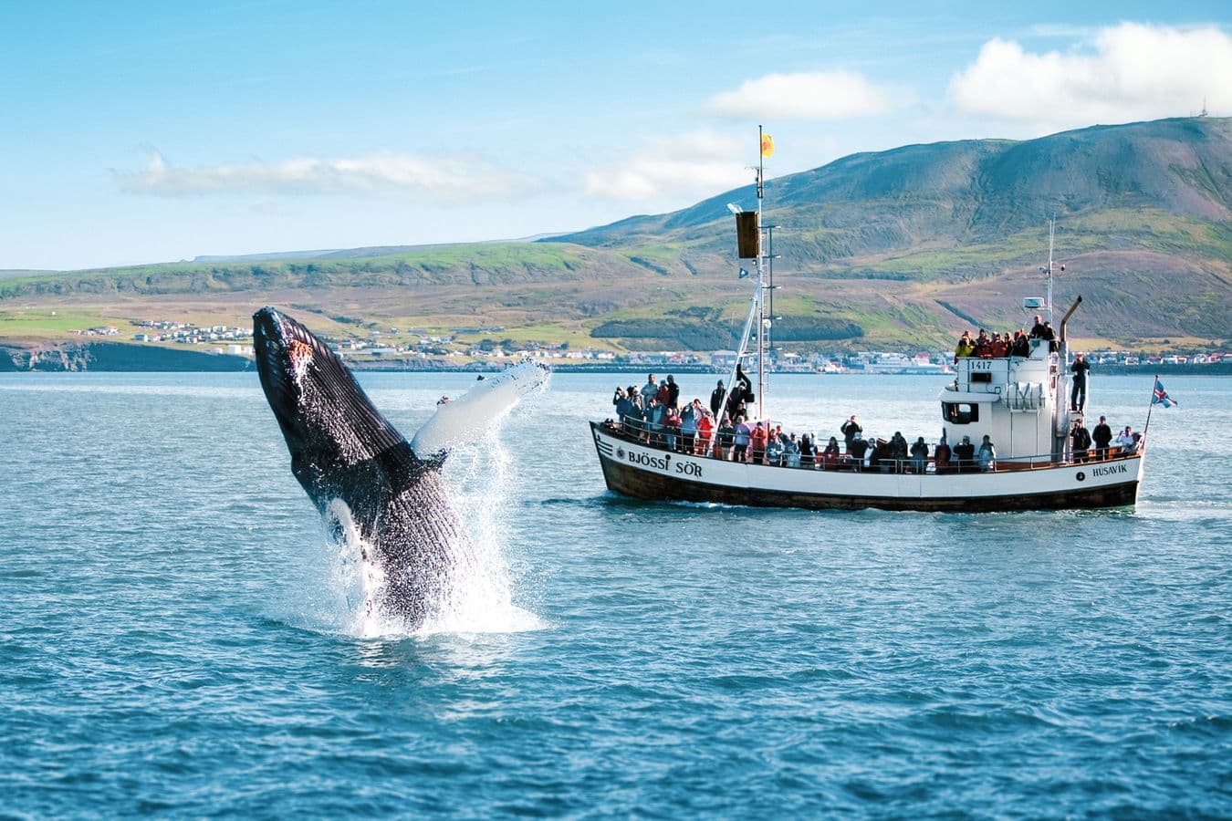 Húsavík: Original Whale Watching Tour in Skjálfandi Bay image 4