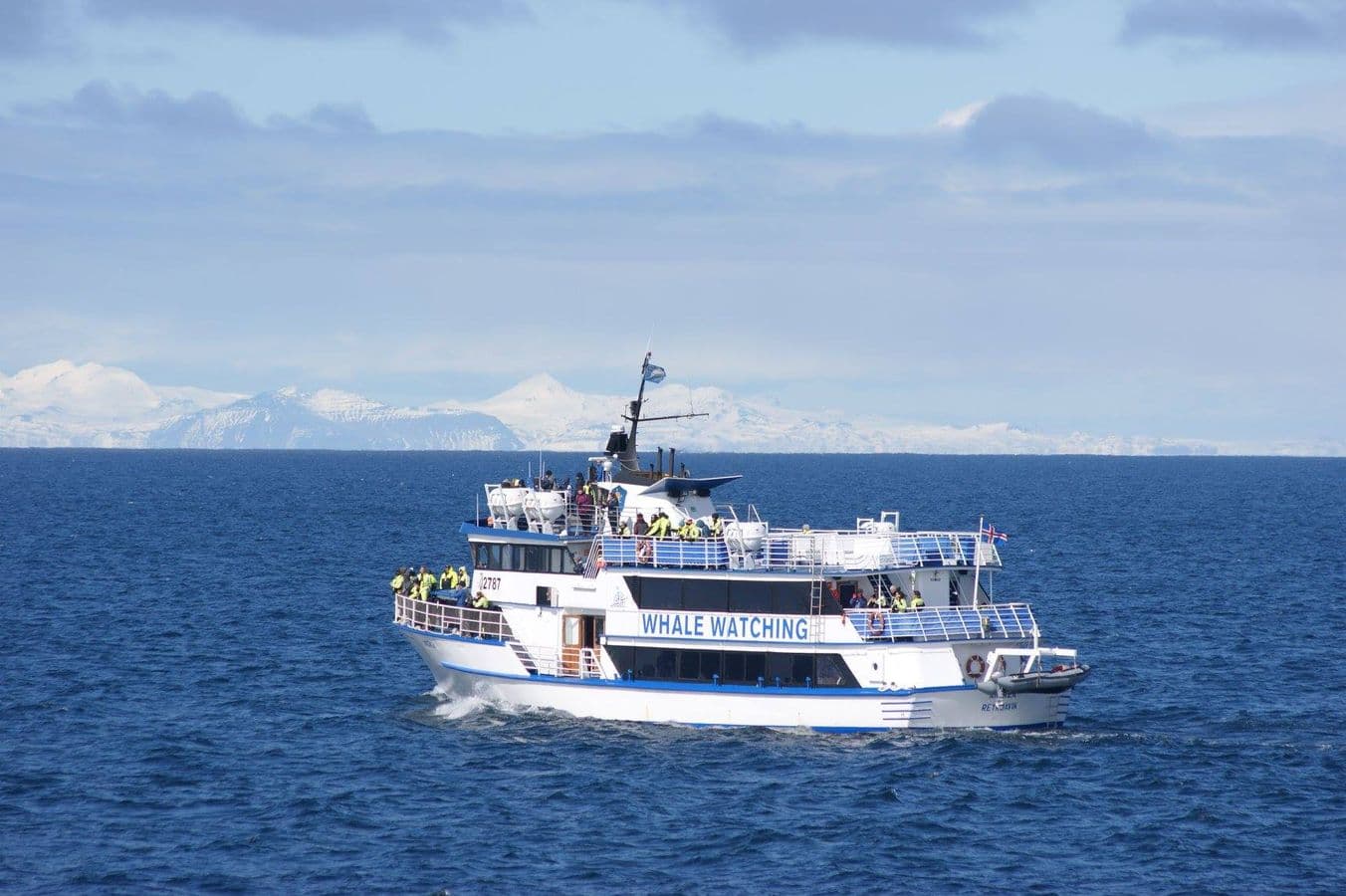 Reykjavík: Whale Watching Classic & Express Boat Tours image 3
