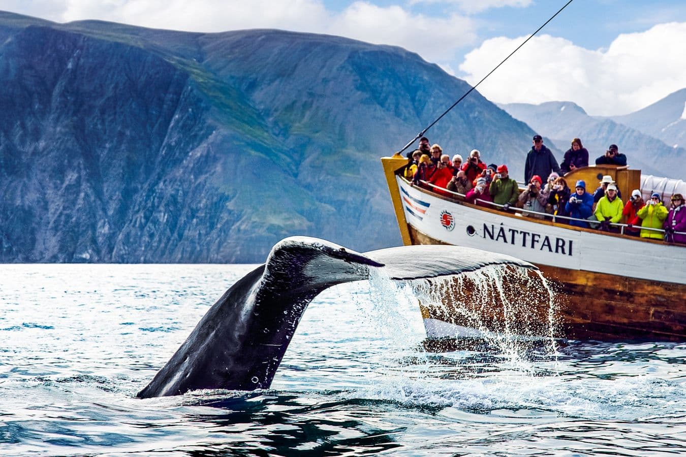 Húsavík: Original Whale Watching Tour in Skjálfandi Bay image 1