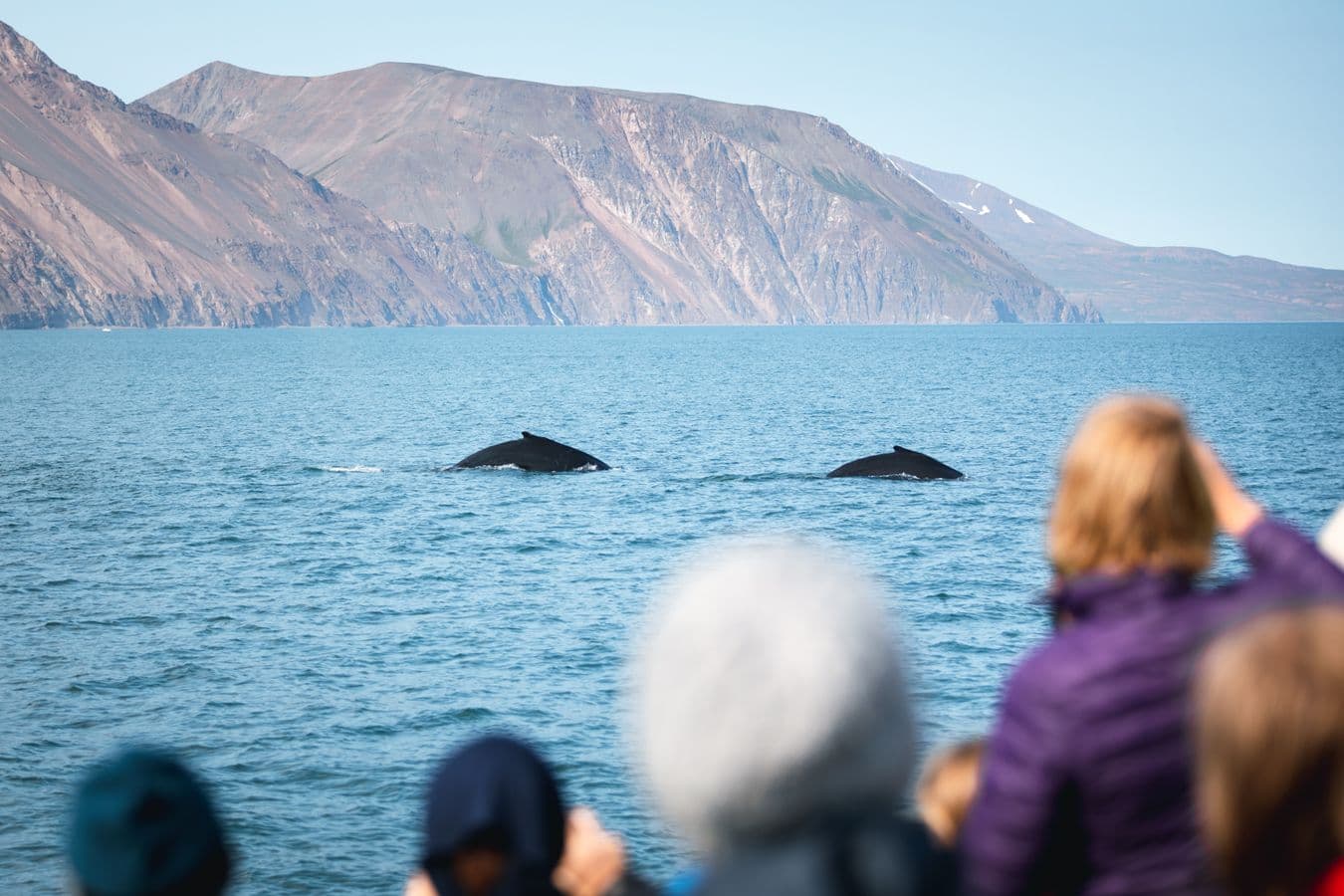 Húsavík: Original Whale Watching Tour in Skjálfandi Bay image 5