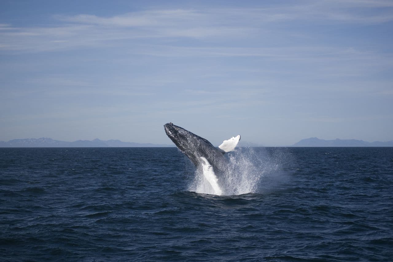 Whale Watching in Faxaflói Bay – Reykjavík Boat Tour image 3