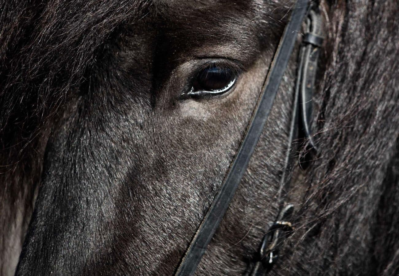 Hveragerði: Private Icelandic Horse Riding Tour in Reykjadalur Valley image 2