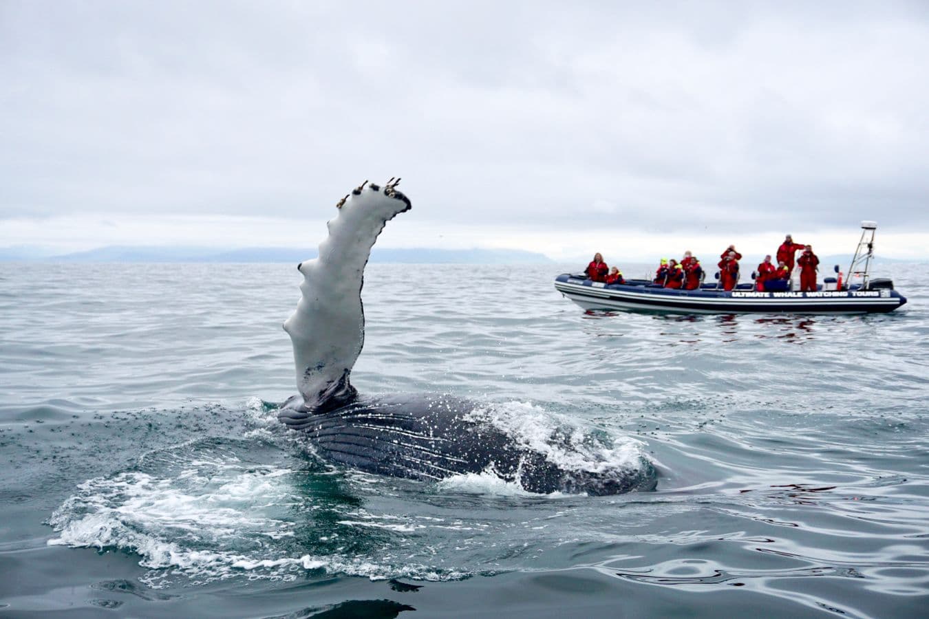 Reykjavík: Premium RIB Whale Watching Small-Group Tour image 2