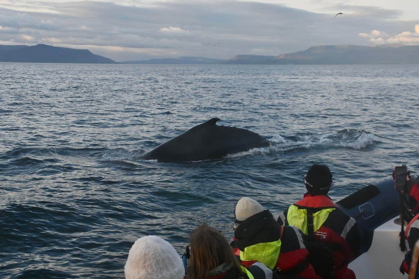 Midnight Sun RIB Whale Watching Small-Group Tour, Reykjavík image 3