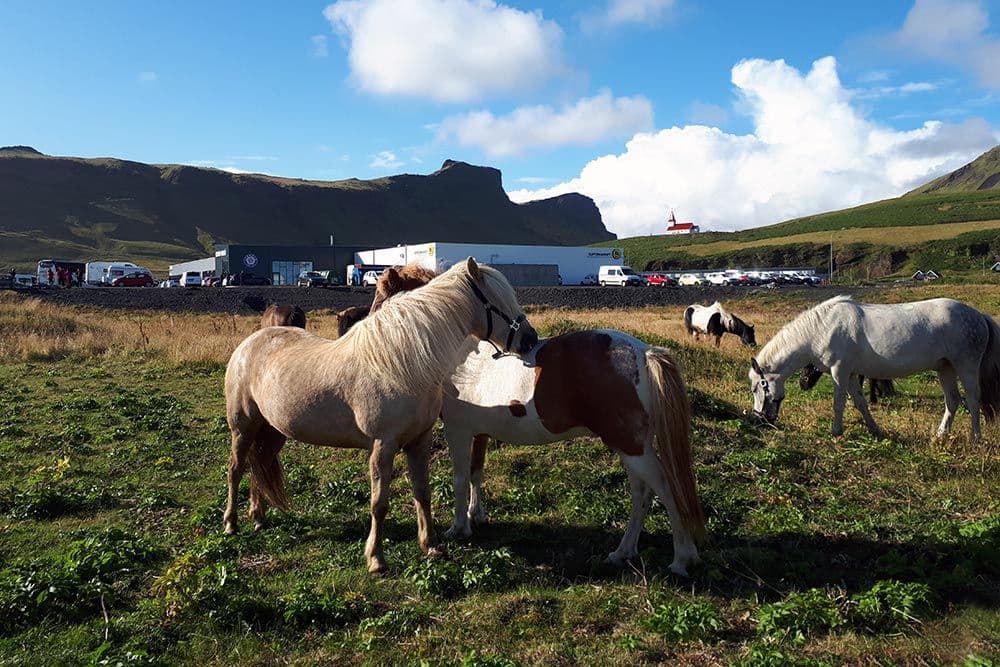 Glacier Hike on Sólheimajökull & Horseback Riding in Vík image 2