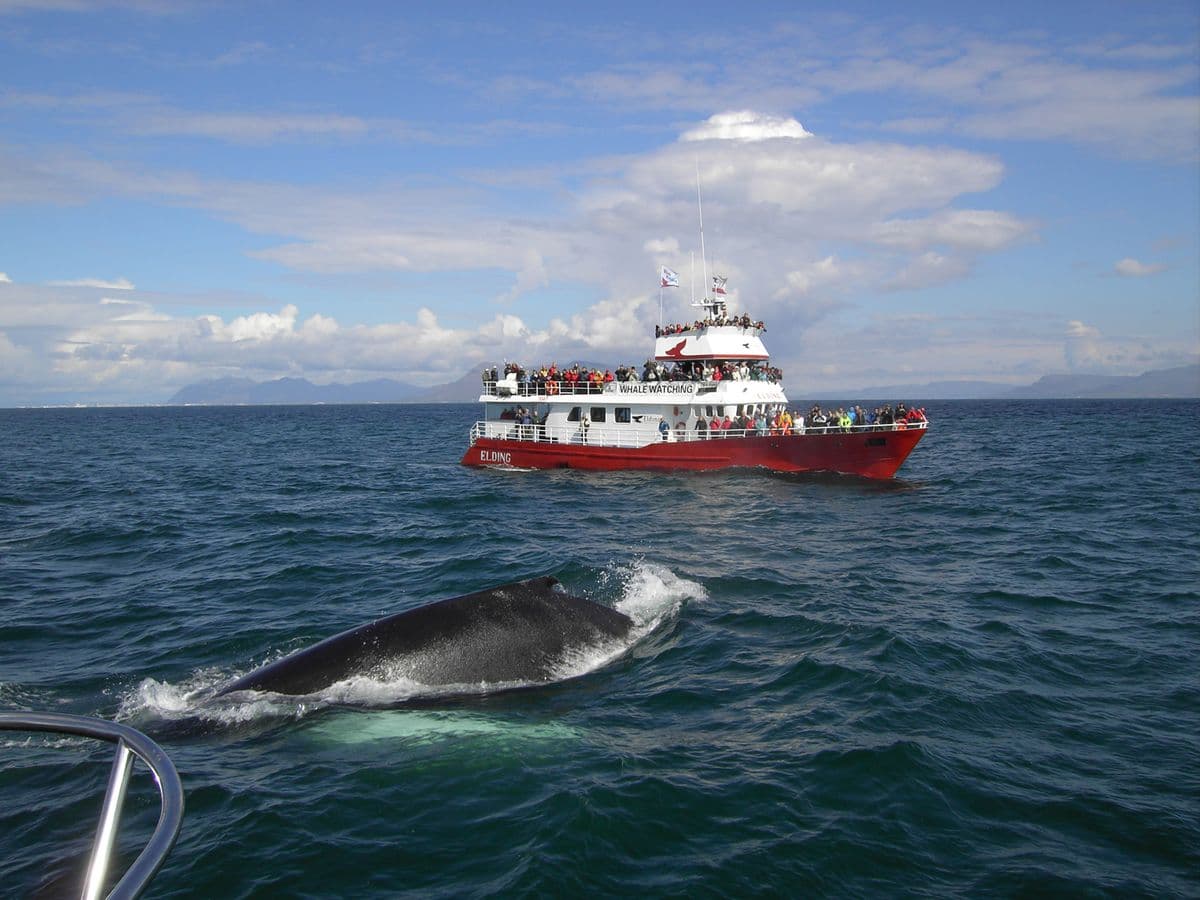 Reykjavík: Buggy Safari & Whale Watching Full-Day Combo image 3