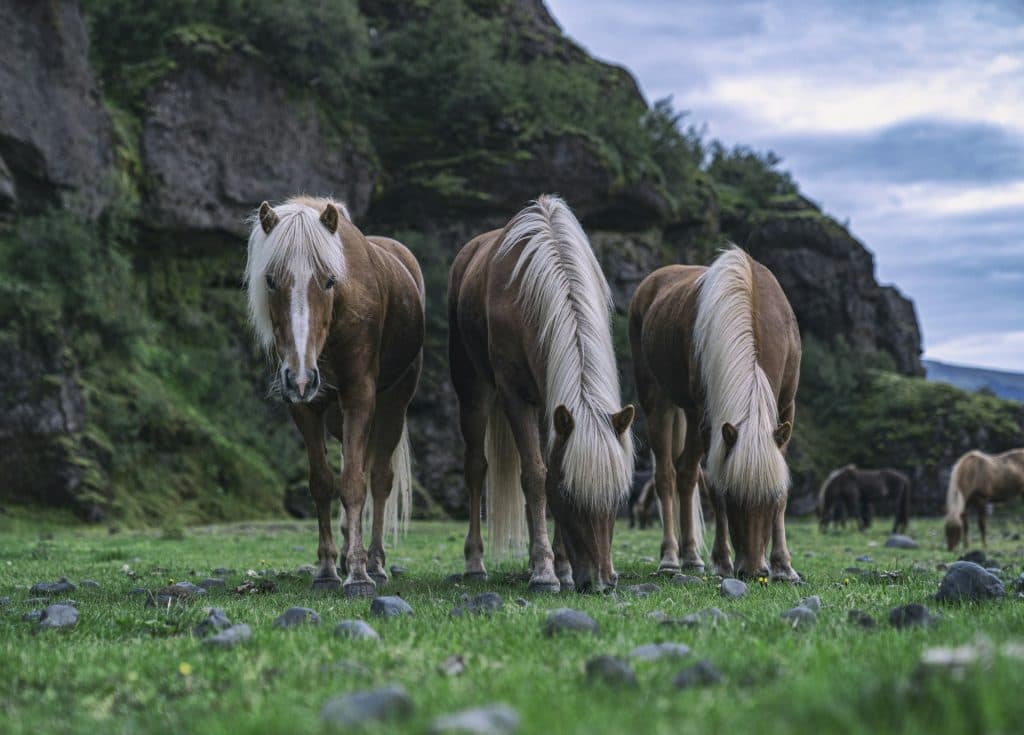 Horse Riding Tours