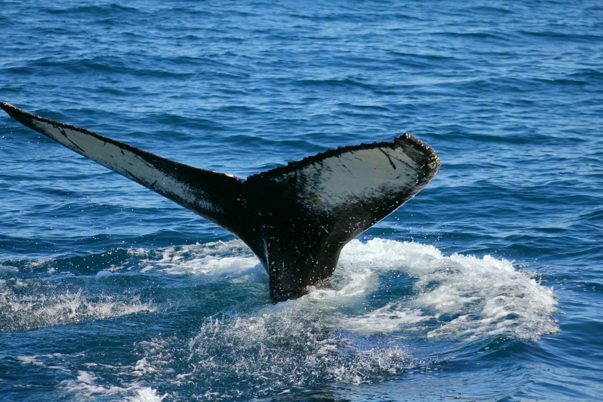 Whale Watching: Reykjavík vs North Iceland